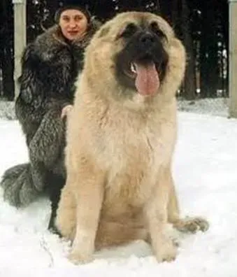 高加索犬|对镜梳红妆 怎样给高加索犬打扮的漂漂亮亮的