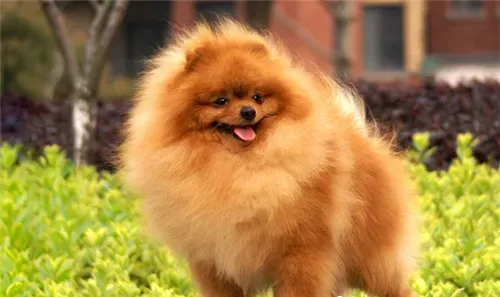 博美犬吃米饭吗 米饭吃多了狗狗会难受的 | 博美