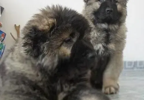 高加索犬|美容全攻略 四个步骤轻松梳理高加索犬的毛发