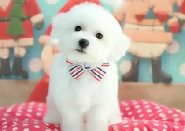 比熊犬|比熊犬脖子出脓了，用什么药可以效果好点