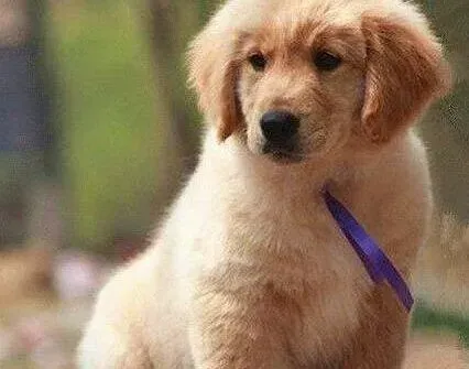 金毛|请问有什么办法可以让金毛犬在主人离开时不叫