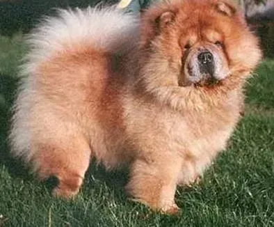 松狮犬|养狗常识 什么样的松狮犬身体是健康的