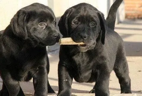 拉布拉多|给拉布拉多犬吃糖果等食物很危险