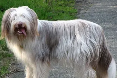 古代长须牧羊犬的性格 该犬非常友善 | 古代长须牧羊犬