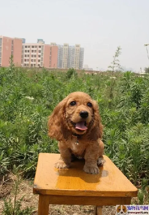 可卡犬|怎样的做法才能让可卡犬延年益寿