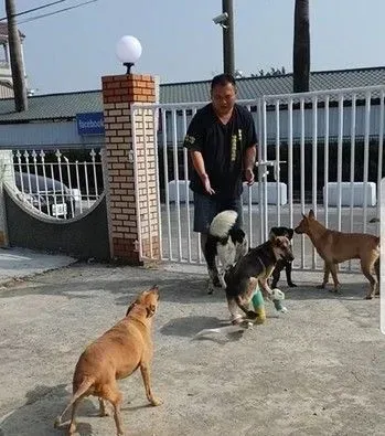 车祸浪汪瘫痪五个月 见到阿爸神奇站起来了 | 狗