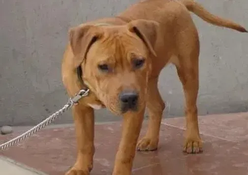 比特犬|如何让比特犬学会上厕所 求帮助