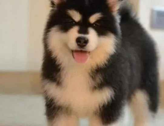 阿拉斯加犬|阿拉斯加犬不知道为什么很兴奋上蹿下跳