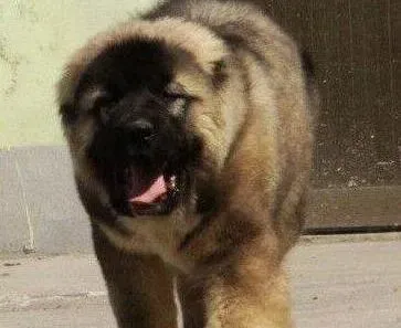 高加索犬|高加索犬过多的吃肉会不会变得超级胖