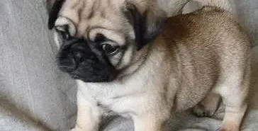 巴哥犬|怎样让巴哥犬在正确的时间吠叫