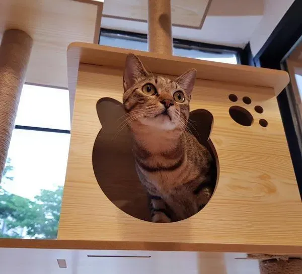 猫咪游乐园主题餐厅  成为未来流浪喵们的庇护所 | 猫