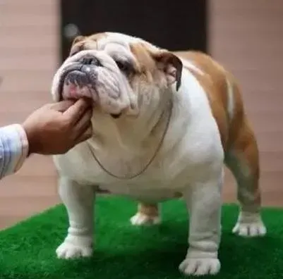 美国斗牛犬|美国斗牛犬幼犬该何时换牙 乳牙没掉的应对方法