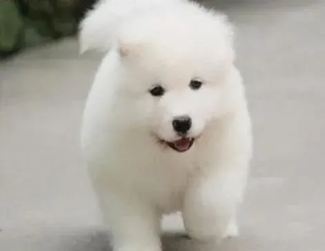 萨摩耶|萨摩耶幼犬健康的饮食食谱介绍
