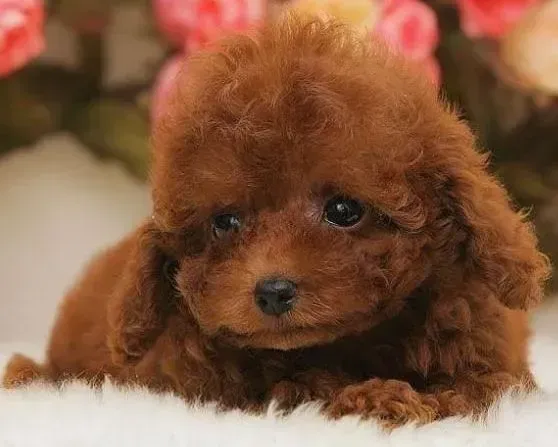 泰迪犬|干净整洁：在家为泰迪犬简单的清洁护理方法