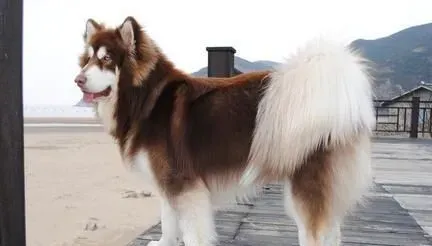 阿拉斯加雪橇犬饲养费用 可靠的价格在3500元 | 阿拉斯加雪橇犬