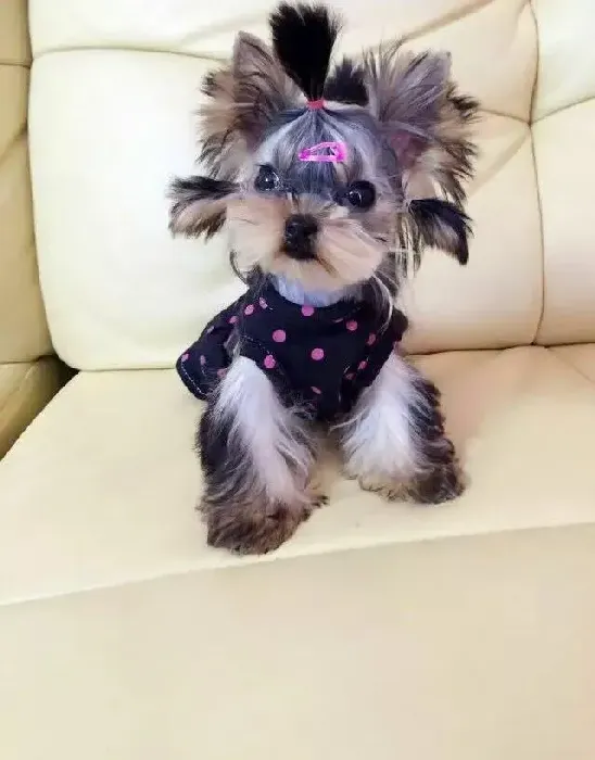约克夏|才买回来的约克夏3天没小便了