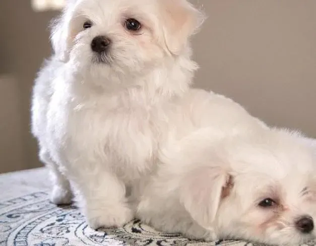 马尔济斯|马尔济斯犬吃蔬菜有哪些学问