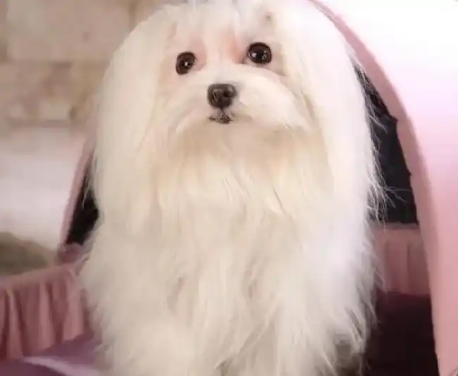 马尔济斯|家庭医生告诉你如何去除马尔济斯犬的线虫