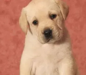 拉布拉多|拉布拉多犬动不动就咳嗽这是为什么