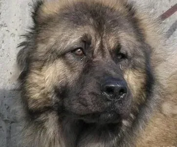 高加索犬|精神状况与健康 选购高加索犬最应该注意的两个方面