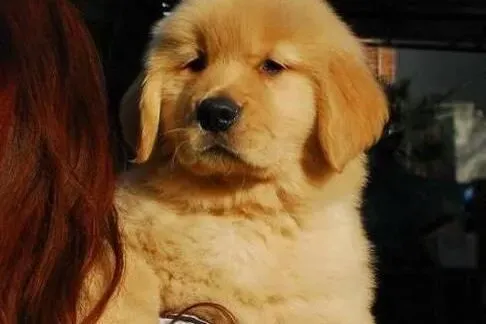 金毛|不爱洗澡的金毛犬可用干洗法来洗澡