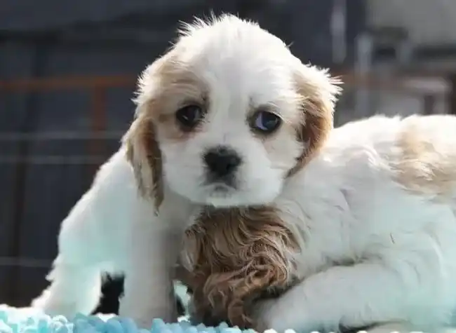 可卡犬|两个多月的可卡犬没精神，没食欲拉血是什么毛病