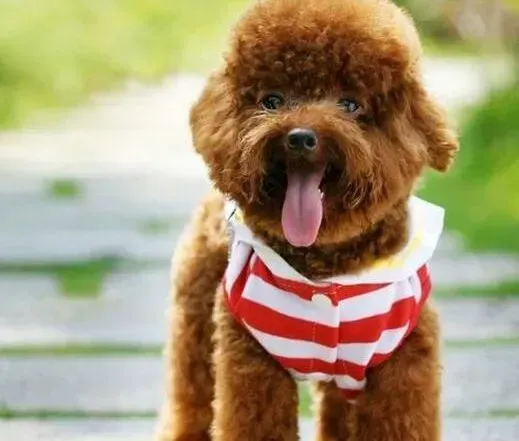 贵宾犬|贵宾犬最近总拉稀知道治疗方法吗