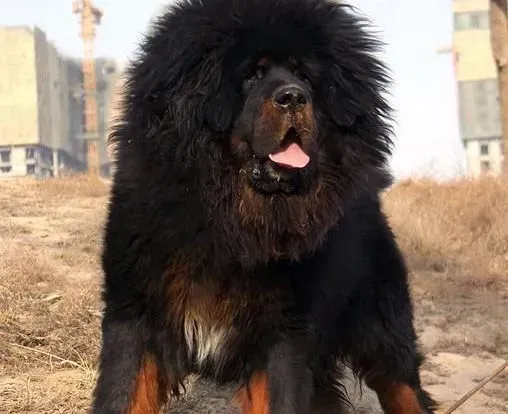 藏獒|训练书 怎样训练藏獒才能学会“趴下”