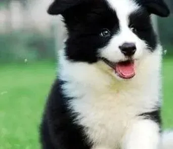 边境牧羊犬|对边境牧羊犬进行食物奖励要注意哪些问题