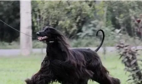 阿富汗猎犬凶猛排名 比较厉害的狗狗 | 阿富汗猎犬