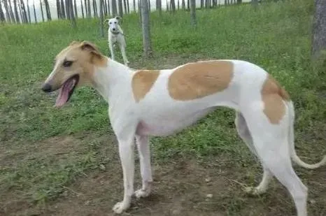 格力犬|格力犬攻击人的行为纠正