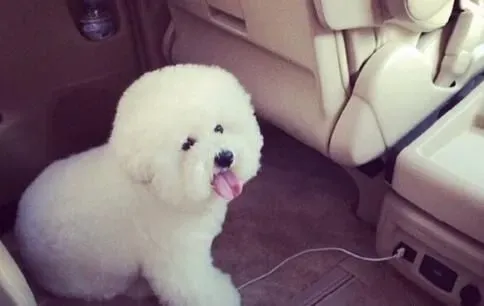 比熊和泰迪犬的区别 比熊犬腿比较短一些 | 比熊犬