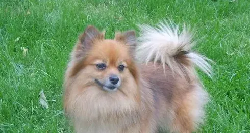 博美犬怎么样 性格上了解适合家养吗 | 博美犬