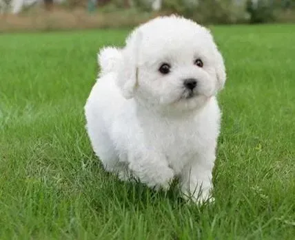 泰迪犬|好狗狗健康成长系列 防治泰迪犬肠炎的方法