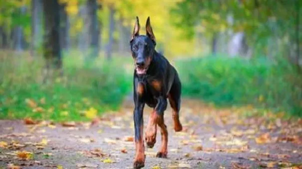 杜宾犬|杜宾犬发烧怎么办 首先了解杜宾犬发烧的症状