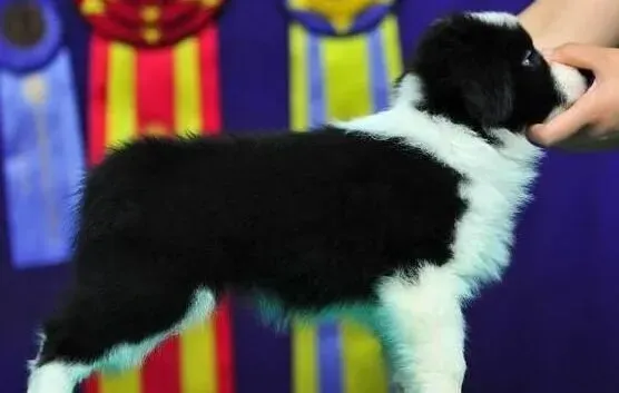 边境牧羊犬|怎样治愈边境牧羊犬的哈氏腺增生