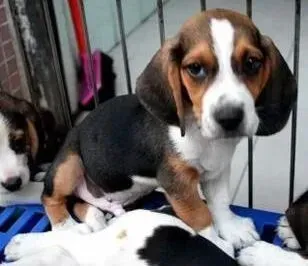 比格犬|比格犬的螨虫反复复发怎么才能根治
