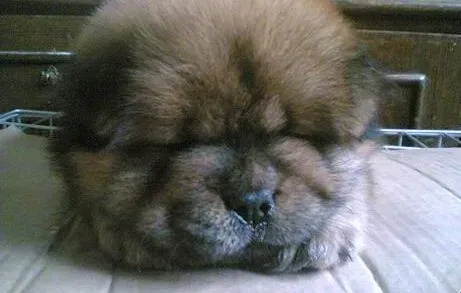 松狮犬|解说蛋白质对松狮犬身体健康的重要性