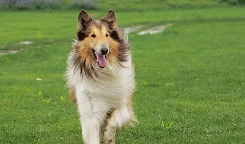 苏格兰牧羊犬智商排名 智商排名中为第16名 | 苏格兰牧羊犬