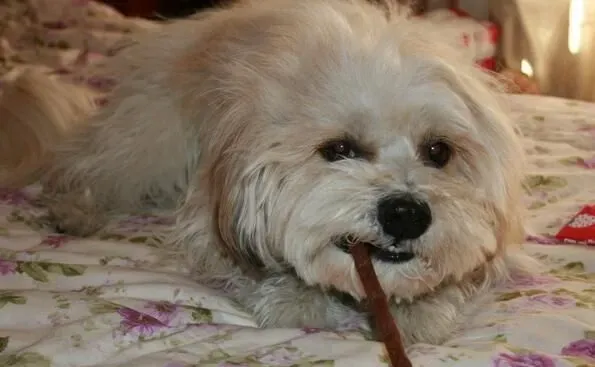 西施犬资料 西施犬的体型特点以及起源 | 西施犬