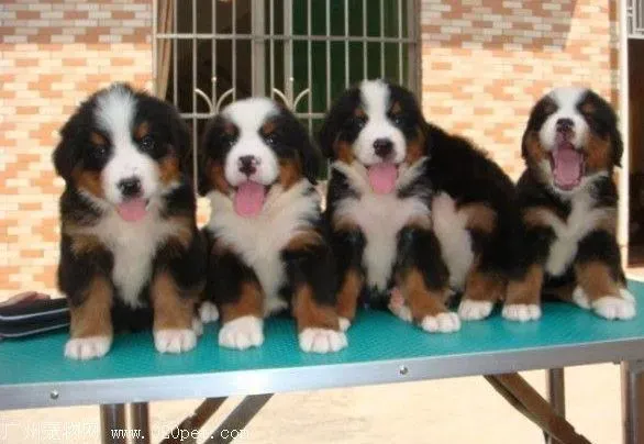 伯恩山犬|怎样才能更好的照顾好怀孕中的伯恩山犬