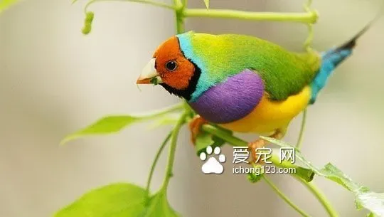 宠物鸟乱叫怎么办 早晚遛鸟最有效 | 七彩文鸟