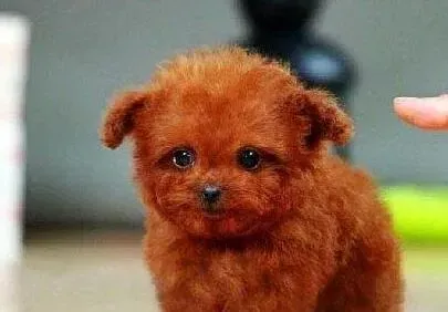 贵宾犬|贵宾犬吃什么拉什么怎么办是好