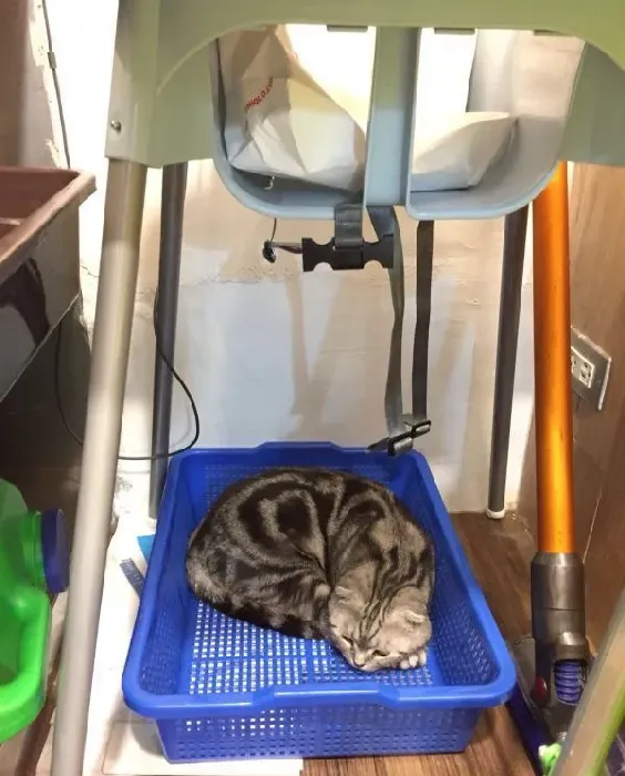 猫咪游乐园主题餐厅  成为未来流浪喵们的庇护所 | 猫