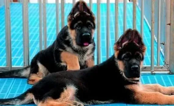 德国牧羊犬|喂食德国牧羊犬肝脏等食物时需要注意哪些事项