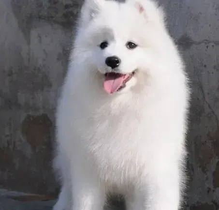 萨摩耶|春季健康养护之怎样养护萨摩耶的毛发