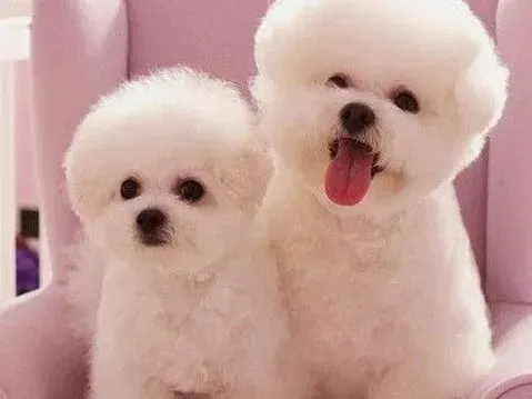 比熊犬|比熊犬拉黑色腥臭的稀便怎么治疗