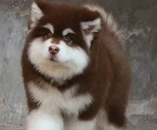 阿拉斯加犬|怎样让阿拉斯加雪橇犬永葆青春