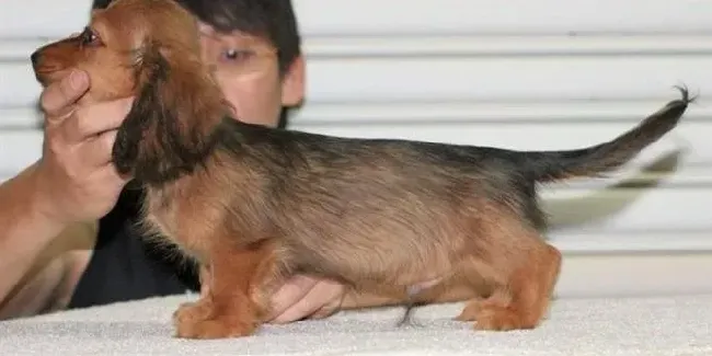 腊肠犬|怎样让腊肠犬有良好的生活习惯