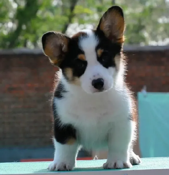 柯基犬|柯基犬不小心把塑料袋吃了要紧吗
